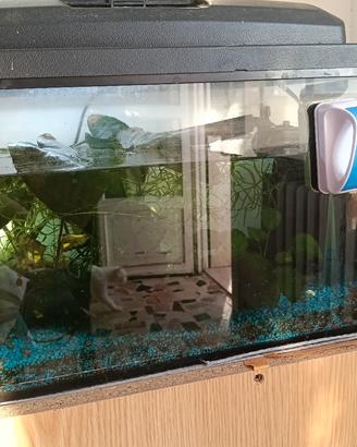 acquario da 25 litri 