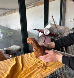 Pulcini/galline/galli