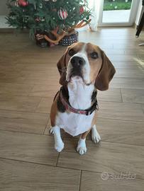 Beagle di quasi 2 anni dolcissimo e buonissimo