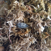 Porcellio laevis dalmatian/dairy cow