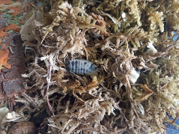 Porcellio laevis dalmatian/dairy cow