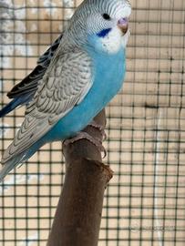 Cocorite
