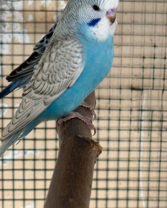 Cocorite