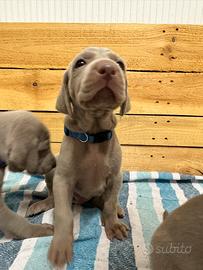 Weimaraner
