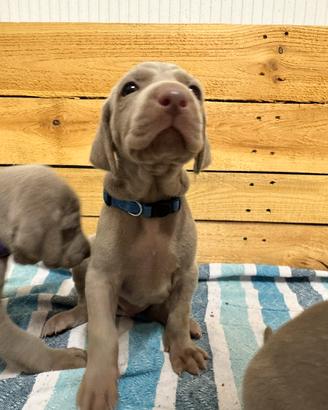 Weimaraner