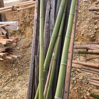 bambù medio grande marchigiano 