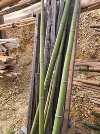 bambù medio grande marchigiano 