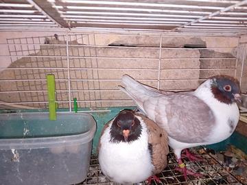 Triganini modenesi scutati, Arcangeli, Sassonia