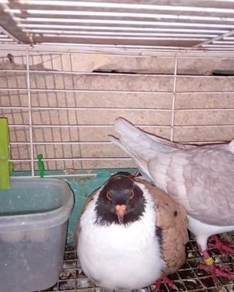 Triganini modenesi scutati, Arcangeli, Sassonia