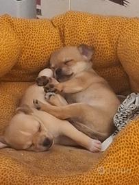 Due splendidi maschietti di Chihuahua