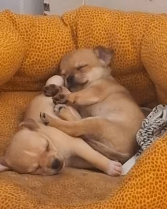 Due splendidi maschietti di Chihuahua