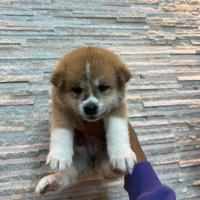 Cuccioli di Akita Inu con Pedigree Enci