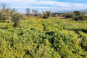 Terreno 7000 metri con fabbricato C2