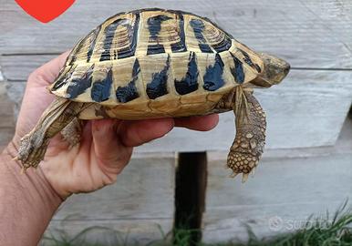 Tartaruga HERMANNI HERMANNI ADULTA FONTE C