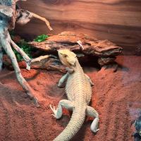 Pogona drago barbuto