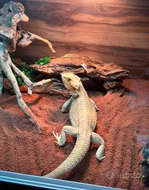 Pogona drago barbuto