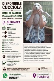 Cucciola Cane da Pastore dell'Asia Centrale