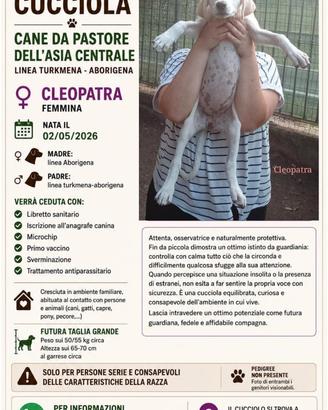 Cucciola Cane da Pastore dell'Asia Centrale