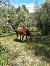 Cavalla siciliana