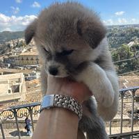 Cuccioli Akita genetica campione di bellezza?