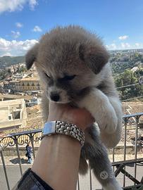 Cuccioli Akita genetica campione di bellezza?