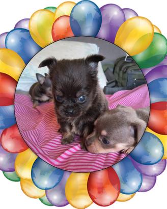 Chihuahua pedigree enci