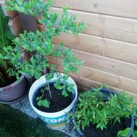 Giuggiole e melograno 