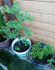 Giuggiole e melograno 