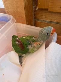 Pappagallo Grande Alessandrino