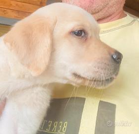 Cucciola di Labrador