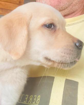 Cucciola di Labrador