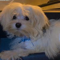 Maltese maschio disponibile per accoppiamento