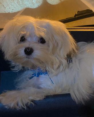 Maltese maschio disponibile per accoppiamento