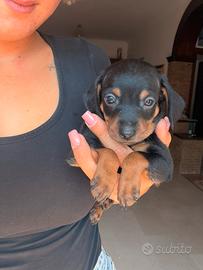 cuccioli pincher no pedigree