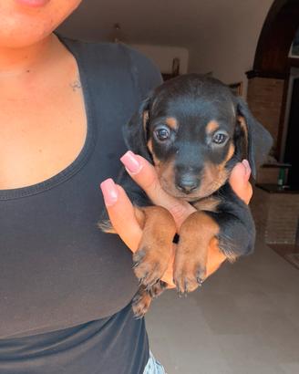 cuccioli pincher no pedigree