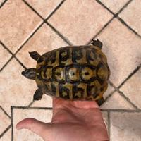 Maschio tartaruga testudo hermanni adulto