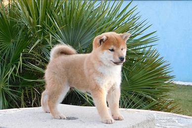 Meraviglioso cucciolo Shiba