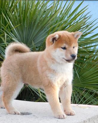 Meraviglioso cucciolo Shiba