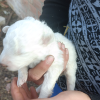 Cuccioli maremmano