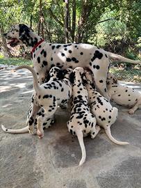 DALMATA CUCCIOLI 