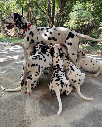 DALMATA CUCCIOLI 