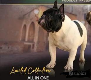 Bulldog pedigree enci Monta
