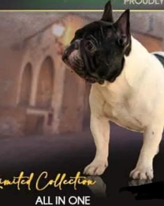Bulldog pedigree enci Monta