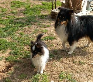 Pastore dello shetland il piccolo lassie
