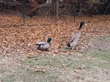 Anatra mignon e anatra corritrice