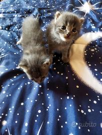 Gattini mix simil certosini