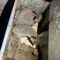 Conigli selvatici e conigli manzueti