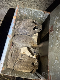 Conigli selvatici e conigli manzueti