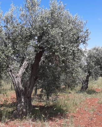 Oliveto di 3 ettari con progetto per costruire