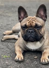 Bulldog francese accoppiamento